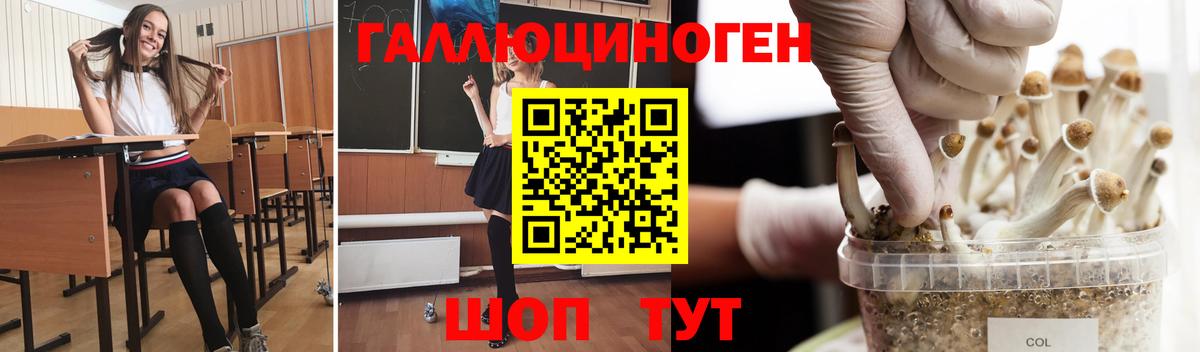 где купить наркоту  Вход с VPN  Михайловск  Галлюциногенные грибы Psilocybine cubensis 